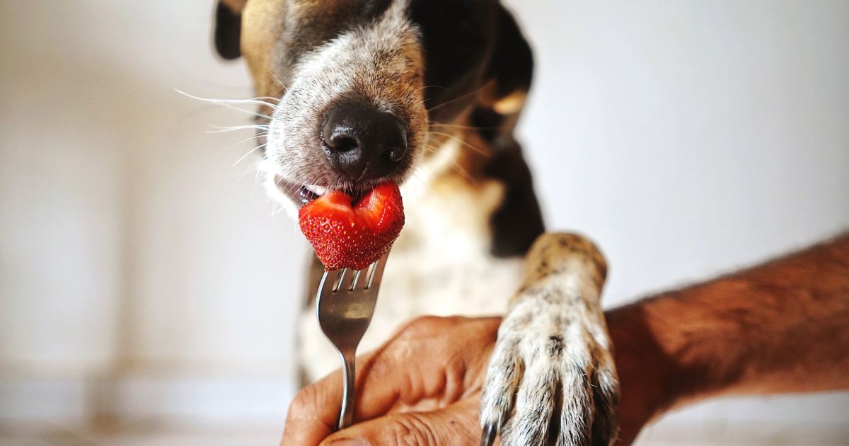 Can Your Dog Have Strawberries? Here