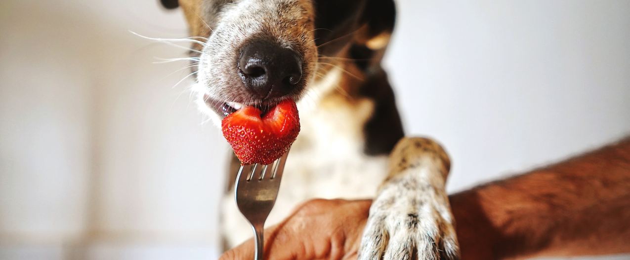 A brown and white dog eats a strawberry off a fork