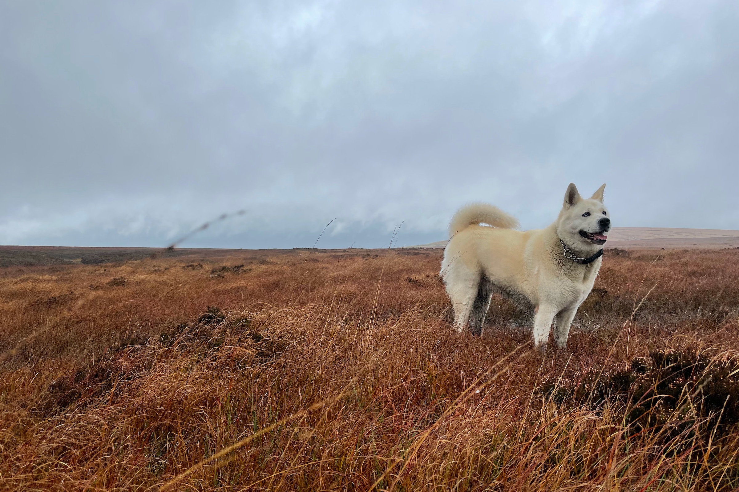 A white Akita Inu dog stands in tall grasses on a cloudy day
