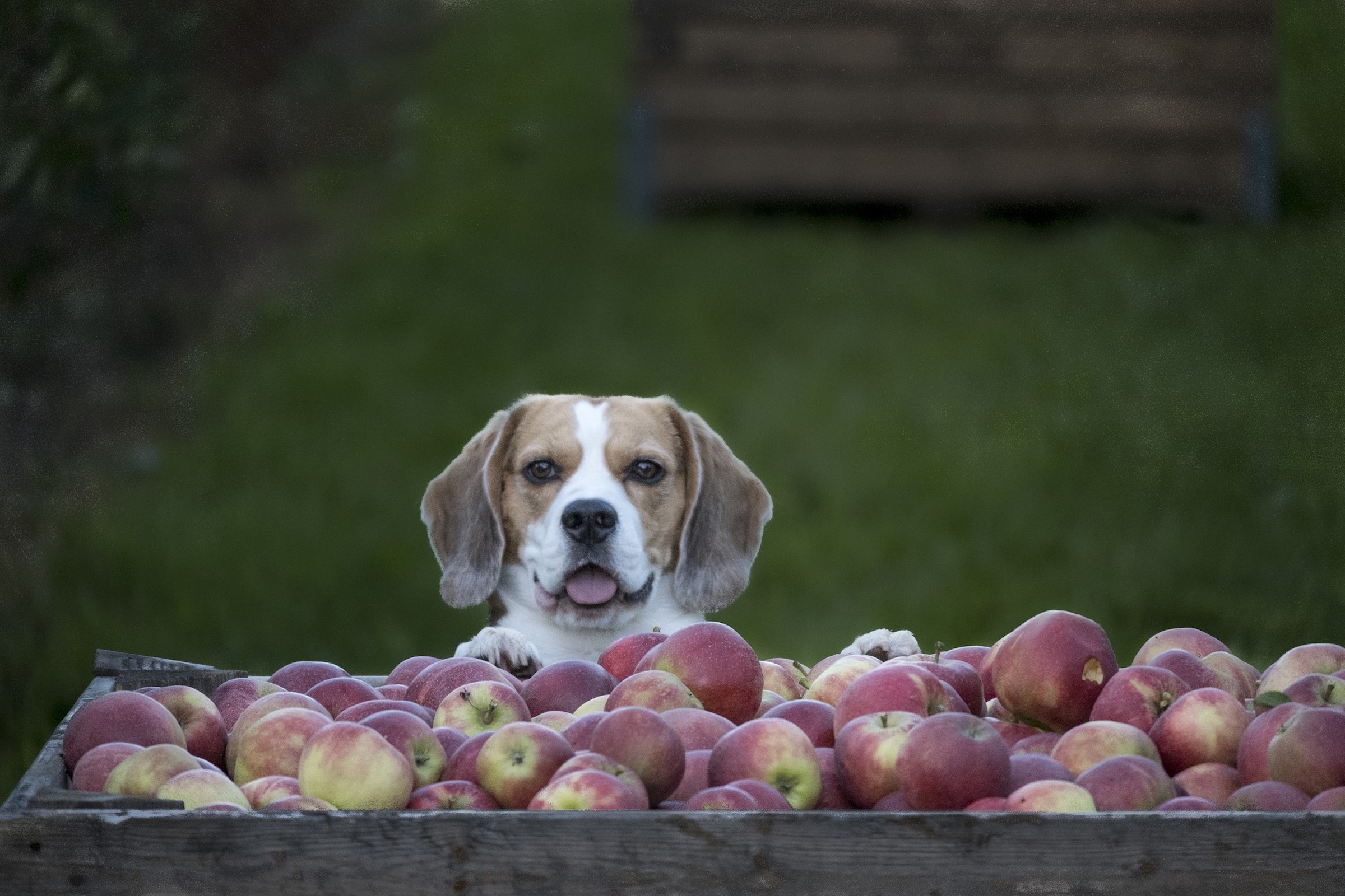 A beagle stands above a crate of apples