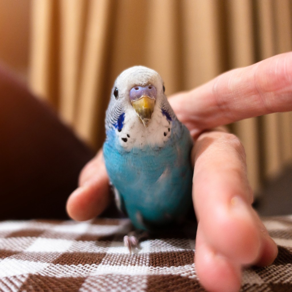 A male blue budgie in a hand