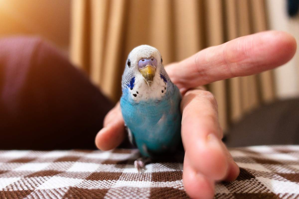 A male blue budgie in a hand