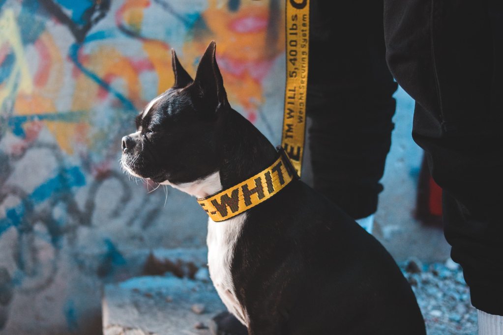 A side profile of a Boston terrier wearing a thick yellow collar and standing in front of a graffiti wall