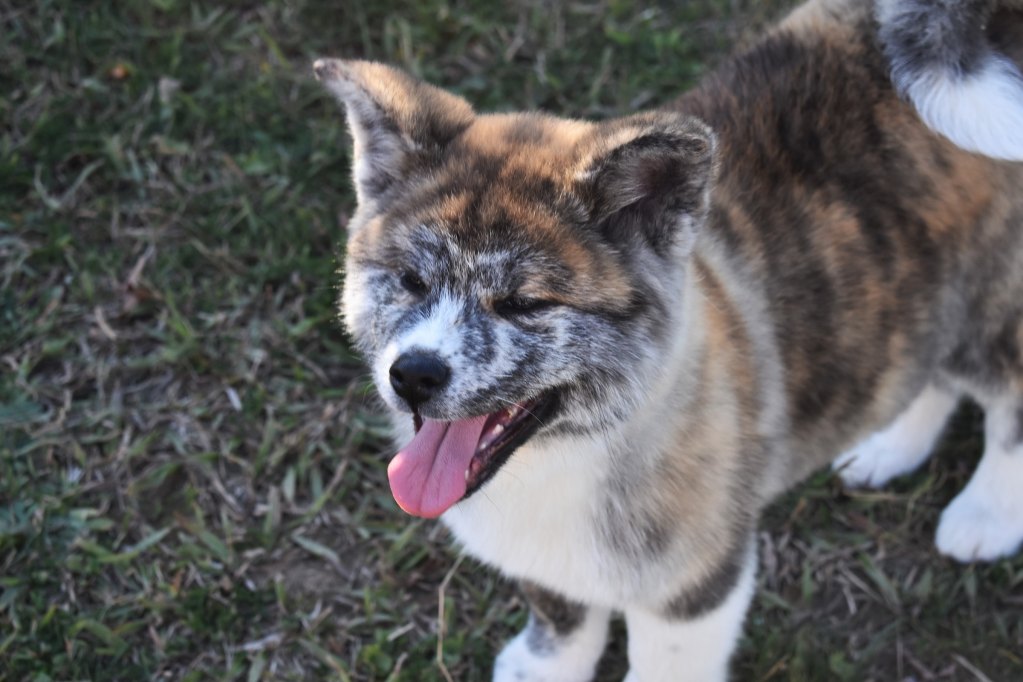 A brindle and white Akita puppy stands in the grass with their mouth open and tongue slightly out