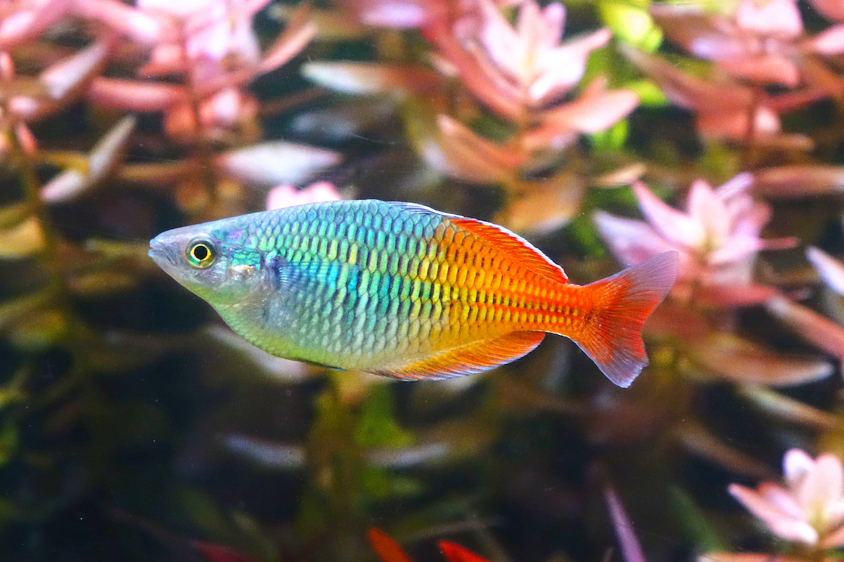 Here Are 4 Reasons You Should Get a Pet Rainbowfish PawTracks