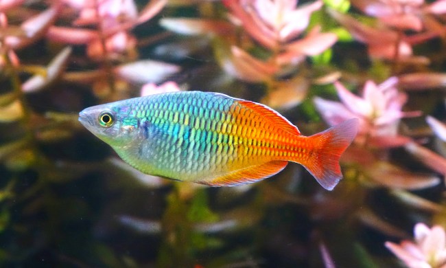 A colorful rainbowfish swims in front of plants in an aquarium