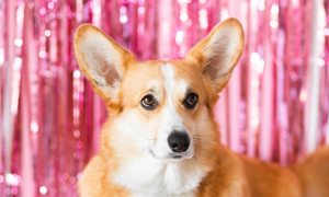 A corgi dog standing in front of a pink background looks up and to the side with big eyes