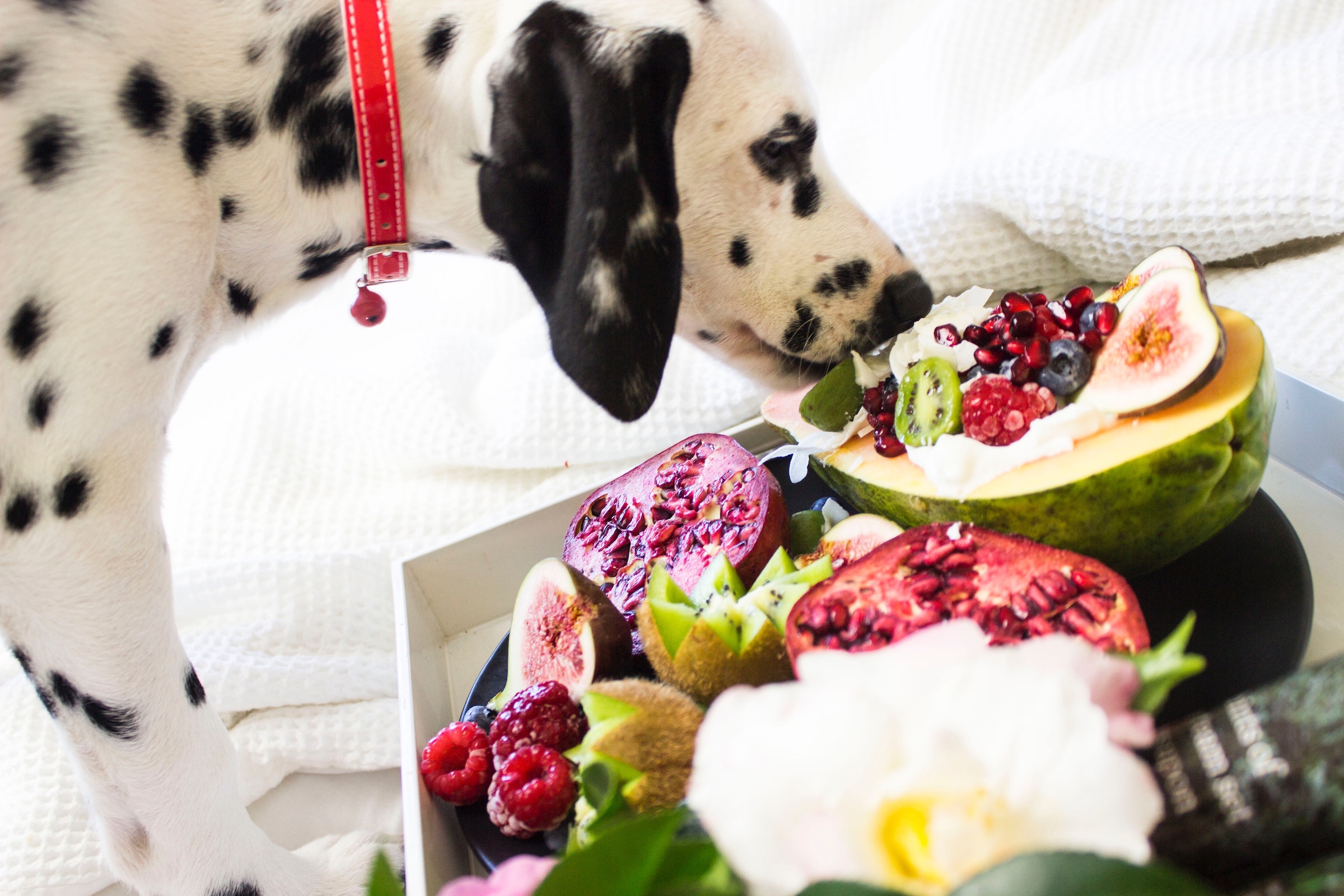 A Dalmatian sniffs a tray of fruit