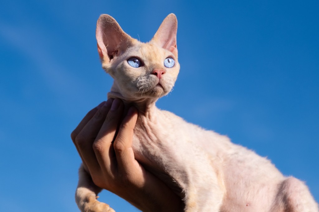 A Devon Rex cat is held up against a blue sky