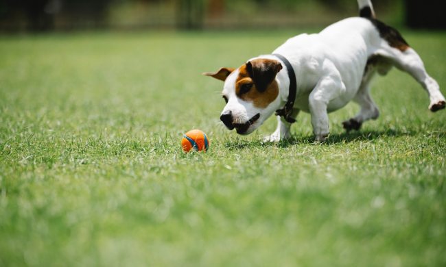 Dog chases a ball in the grass with a collar on