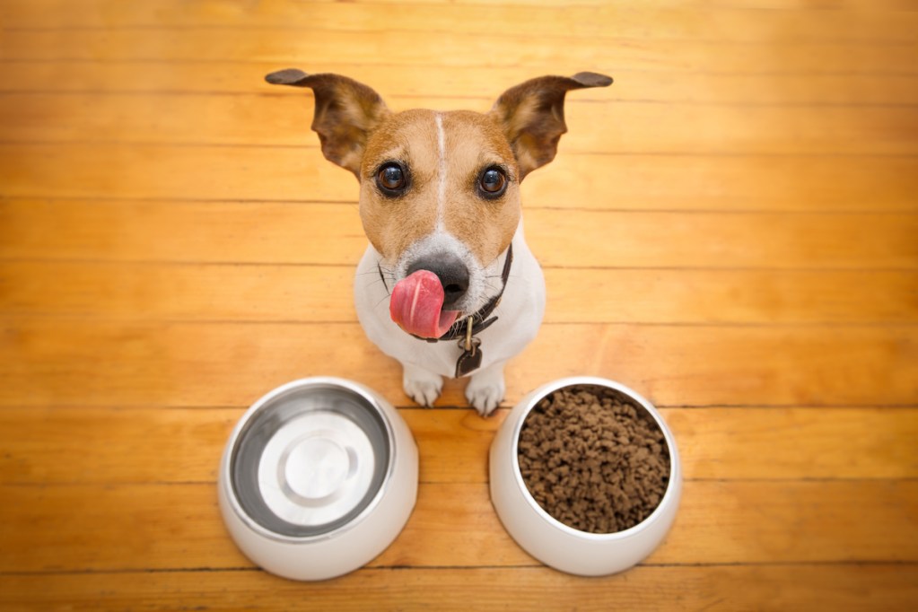 Cute dog licks his nose in front of a bowl of food