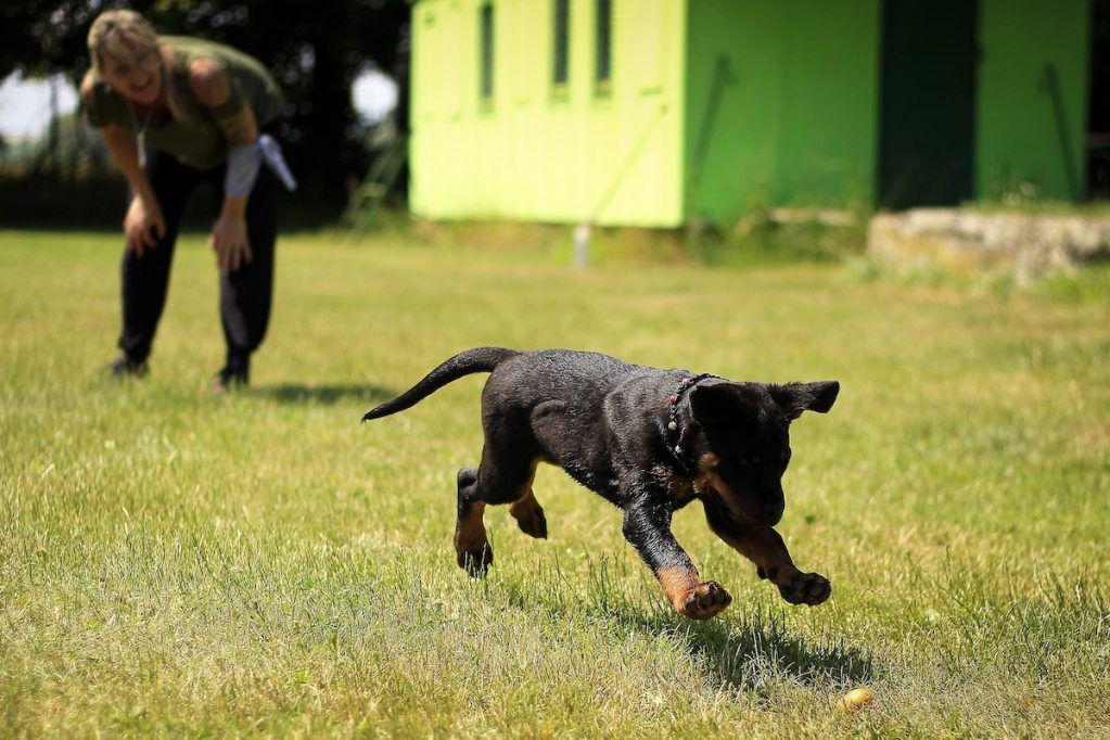 Dog runs through the grass outside