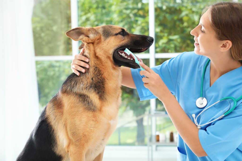 Doctor cleaning dog's teeth with toothbrush indoors