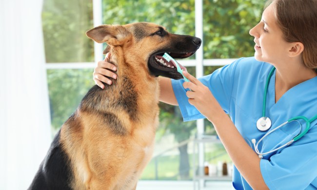 Doctor cleaning dog's teeth with toothbrush indoors