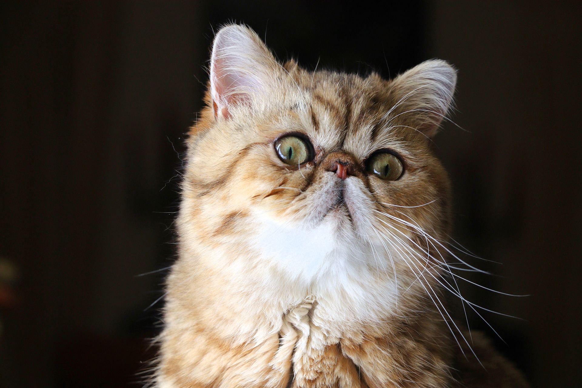 A beige exotic shorthair cat with green eyes stands in front of a dark background