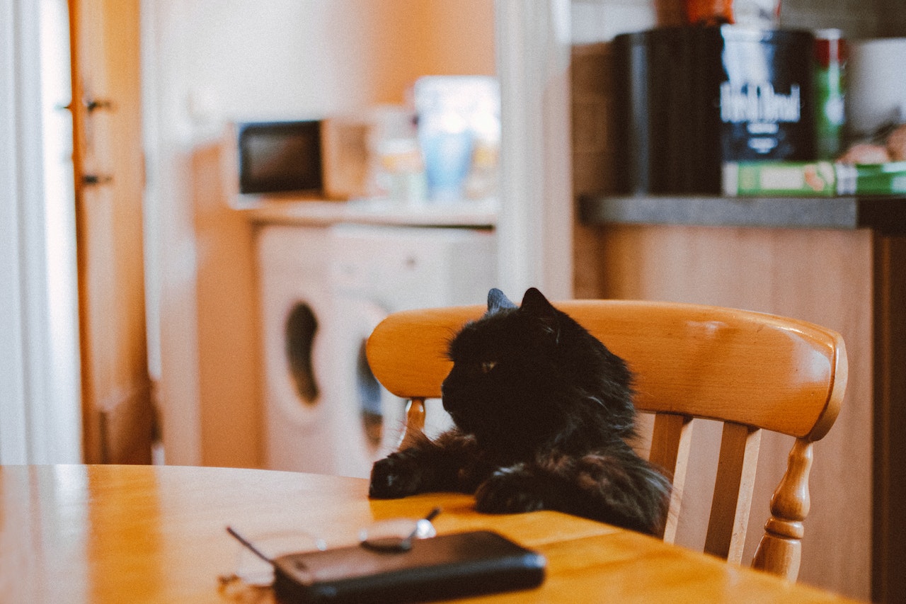 A fluffy black cat sits with their front paws on the dining table. 