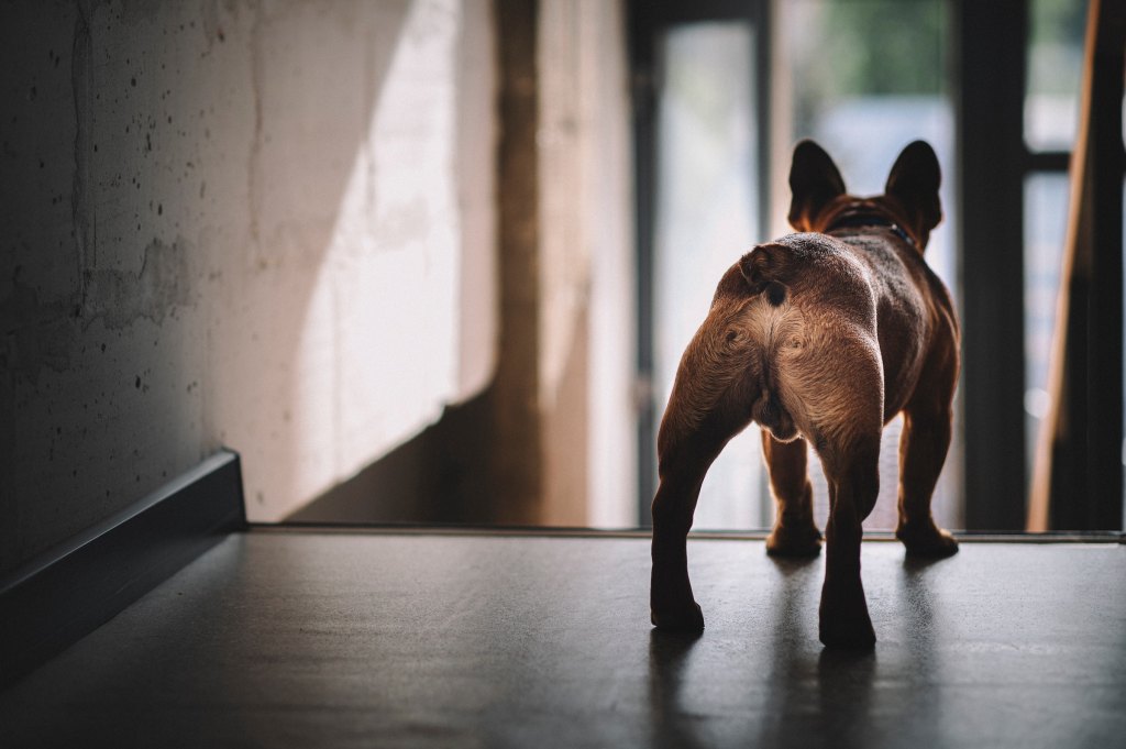 The rear view of a small black dog as they face a door