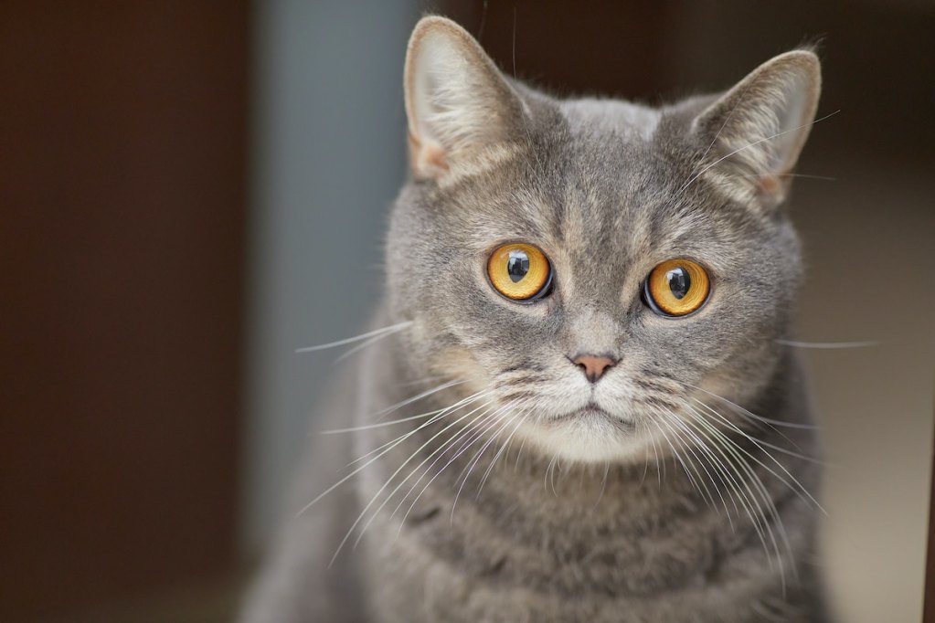 A grey cat with shiny eyes stares at the camera