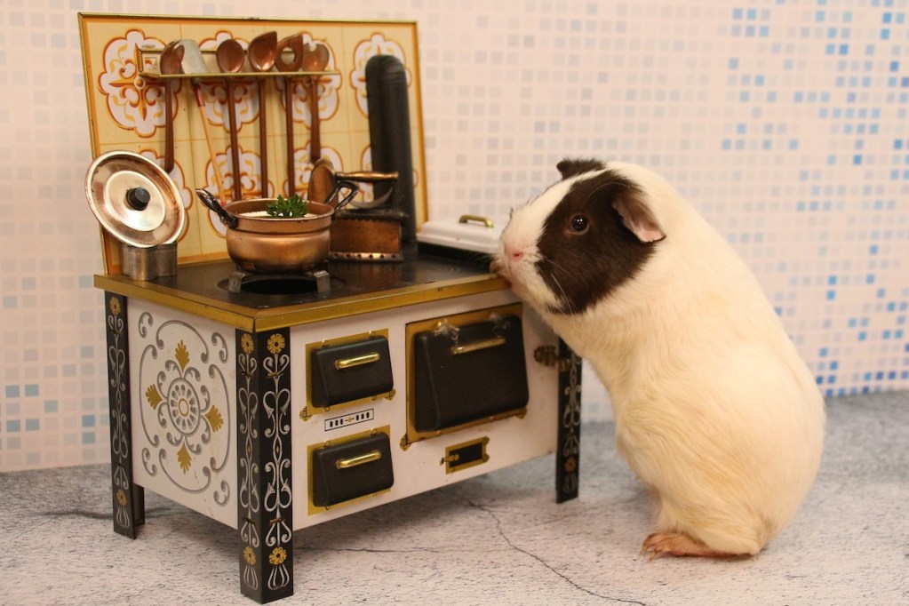 Guinea pig stands next to a toy stove in the "kitchen"