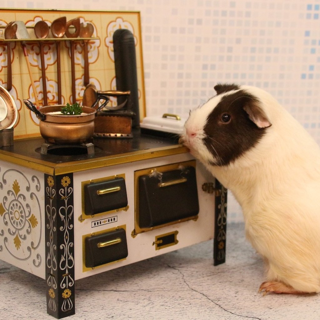 Guinea pig stands next to a toy stove in the "kitchen"