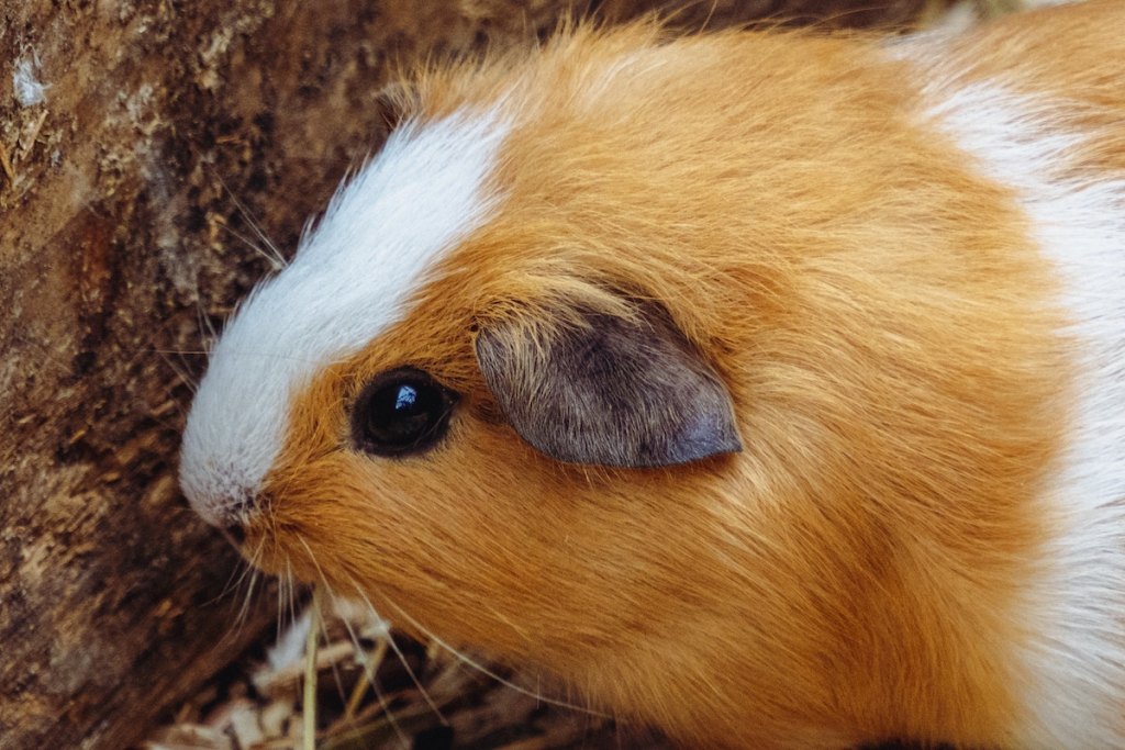 Guinea pig sits next to a tree branch