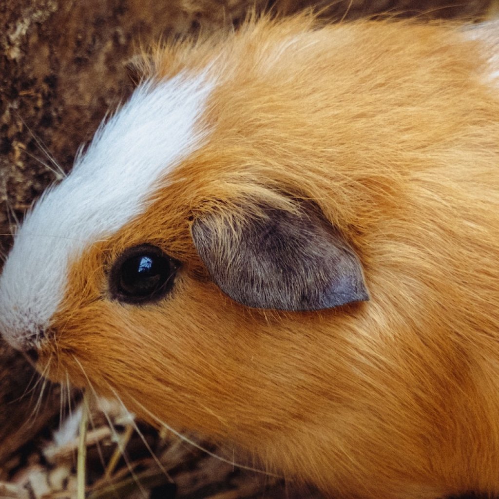 Guinea pig sits next to a tree branch