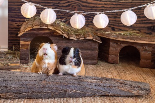 Two guinea pigs sit on a branch in their cage in front of a small wooden house