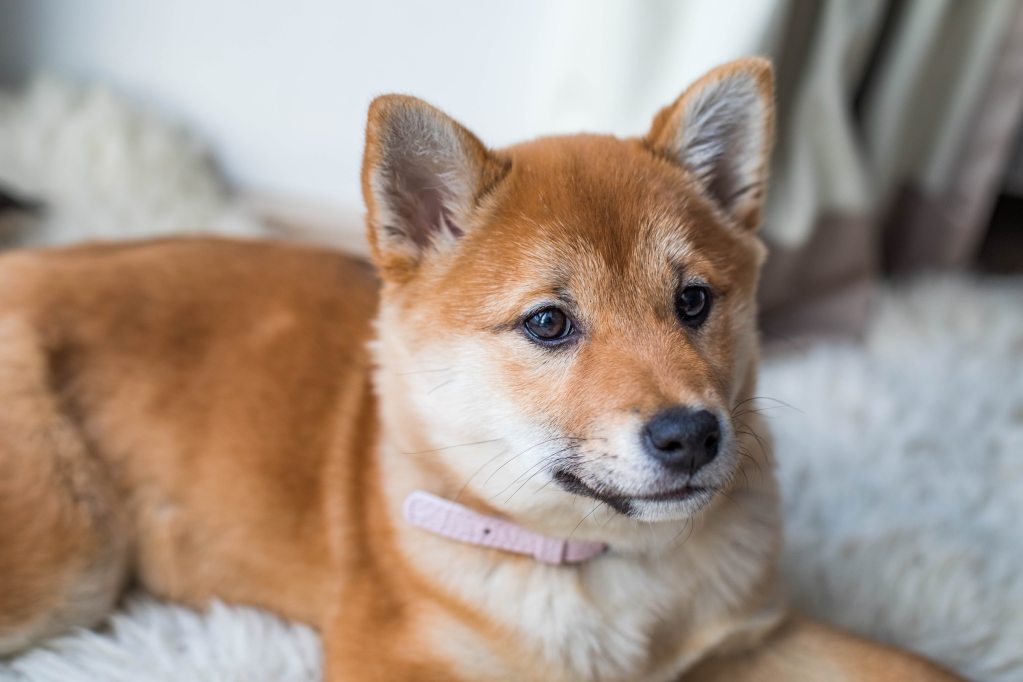 A Hokkaido dog sits on a white bed