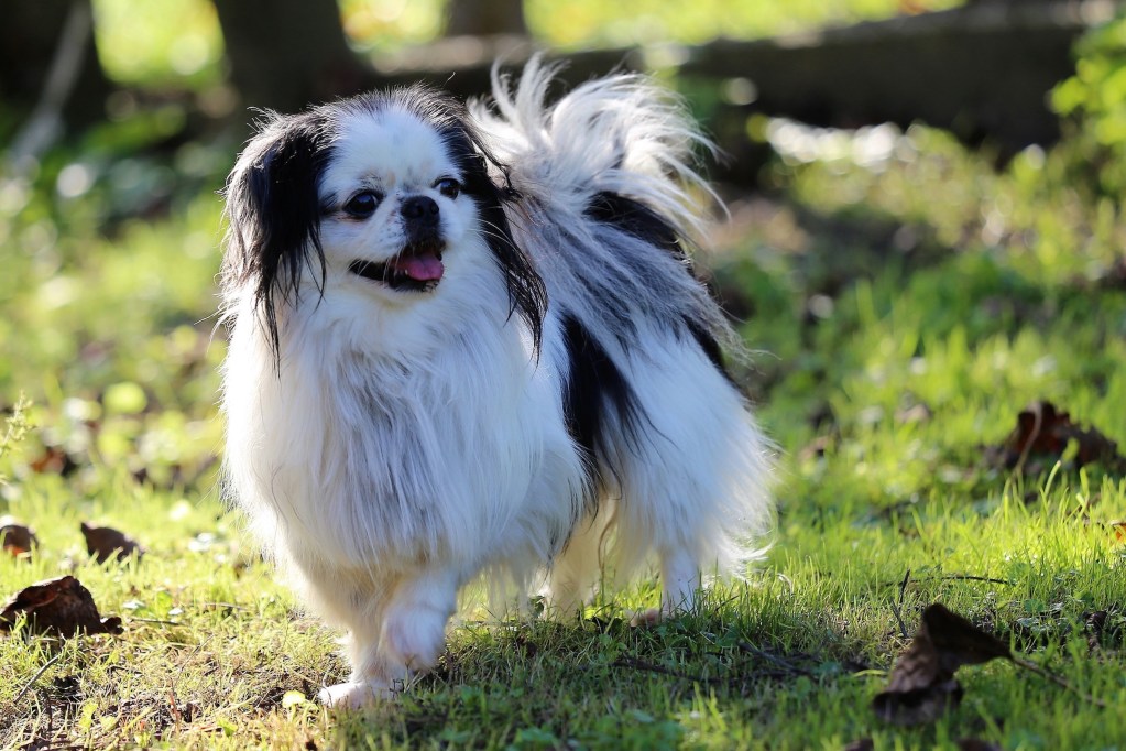 A black and white Japanese Chin stands outside in the grass, raising one paw