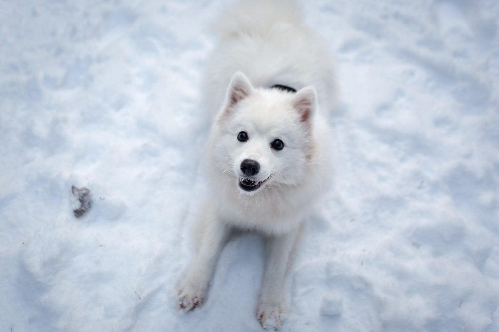 A white fluffy Japanese Spitz dog lies down in the snow