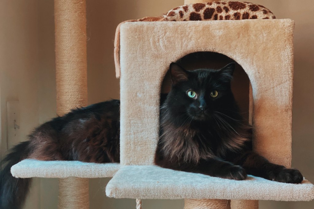 Large black cat sits in her cat tree