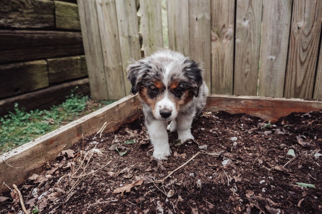 Mini American shepherd in dirt