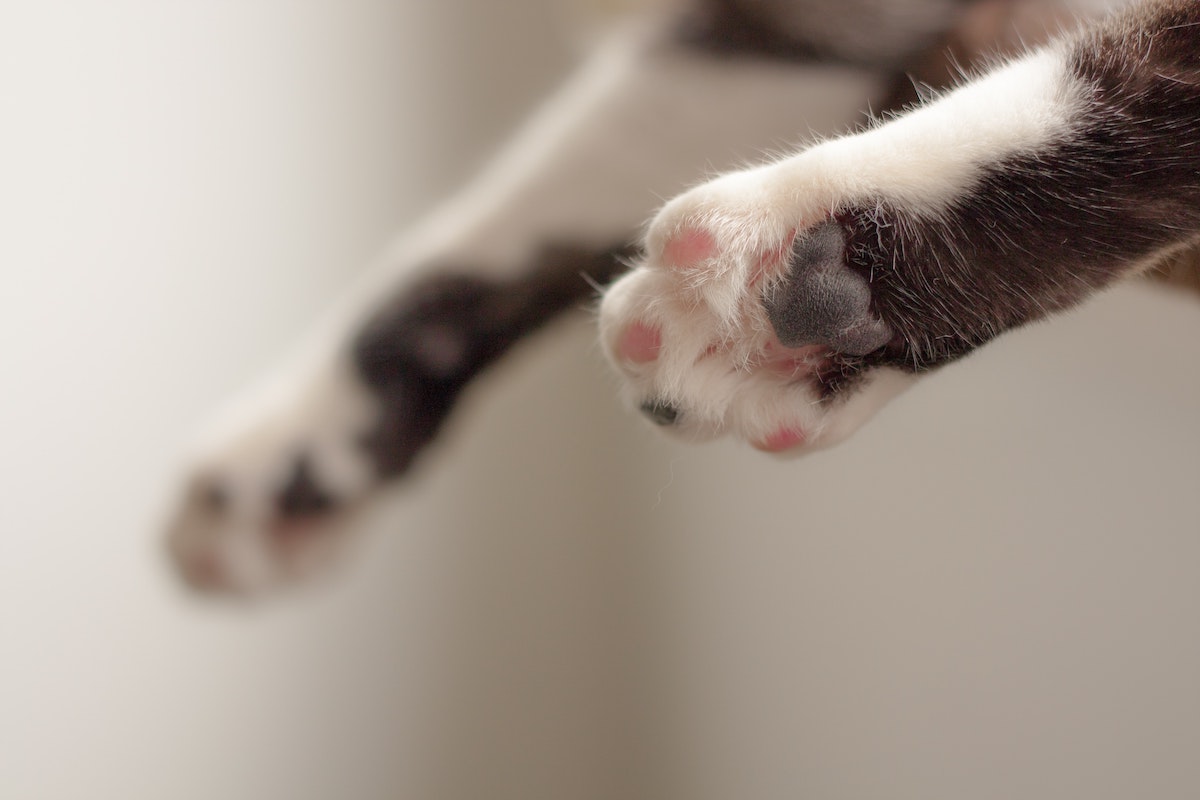 Cat with white paws lying down