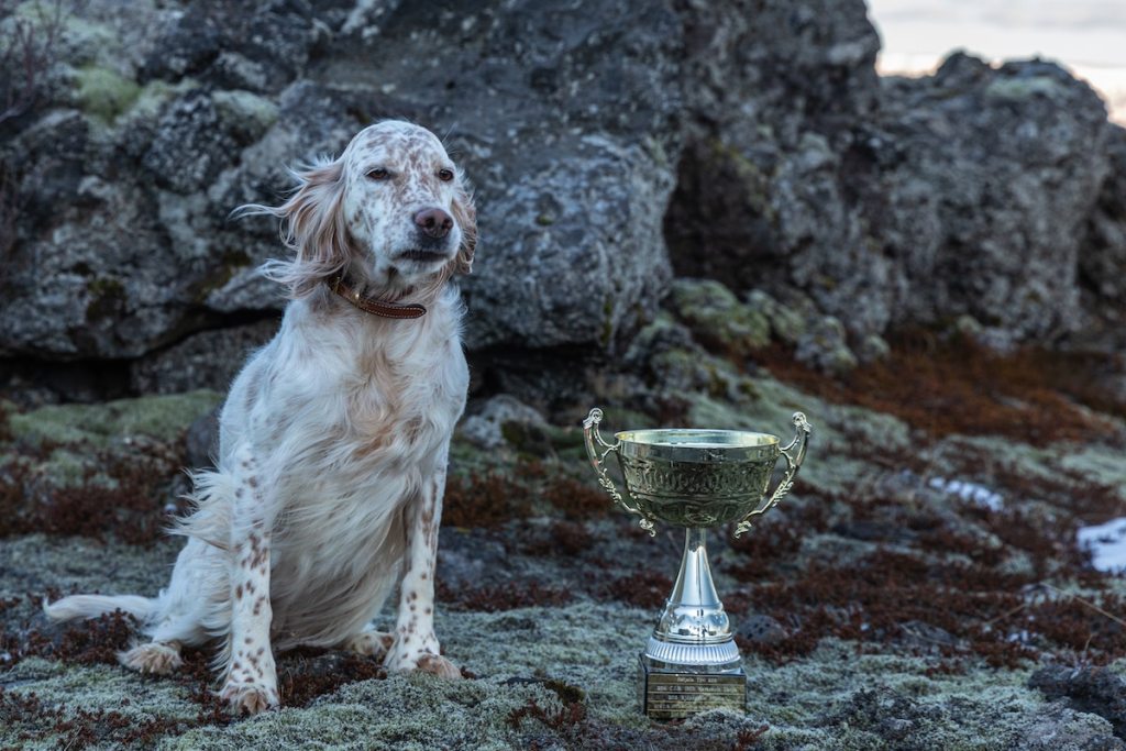 English setter outside on rocks with a trophy