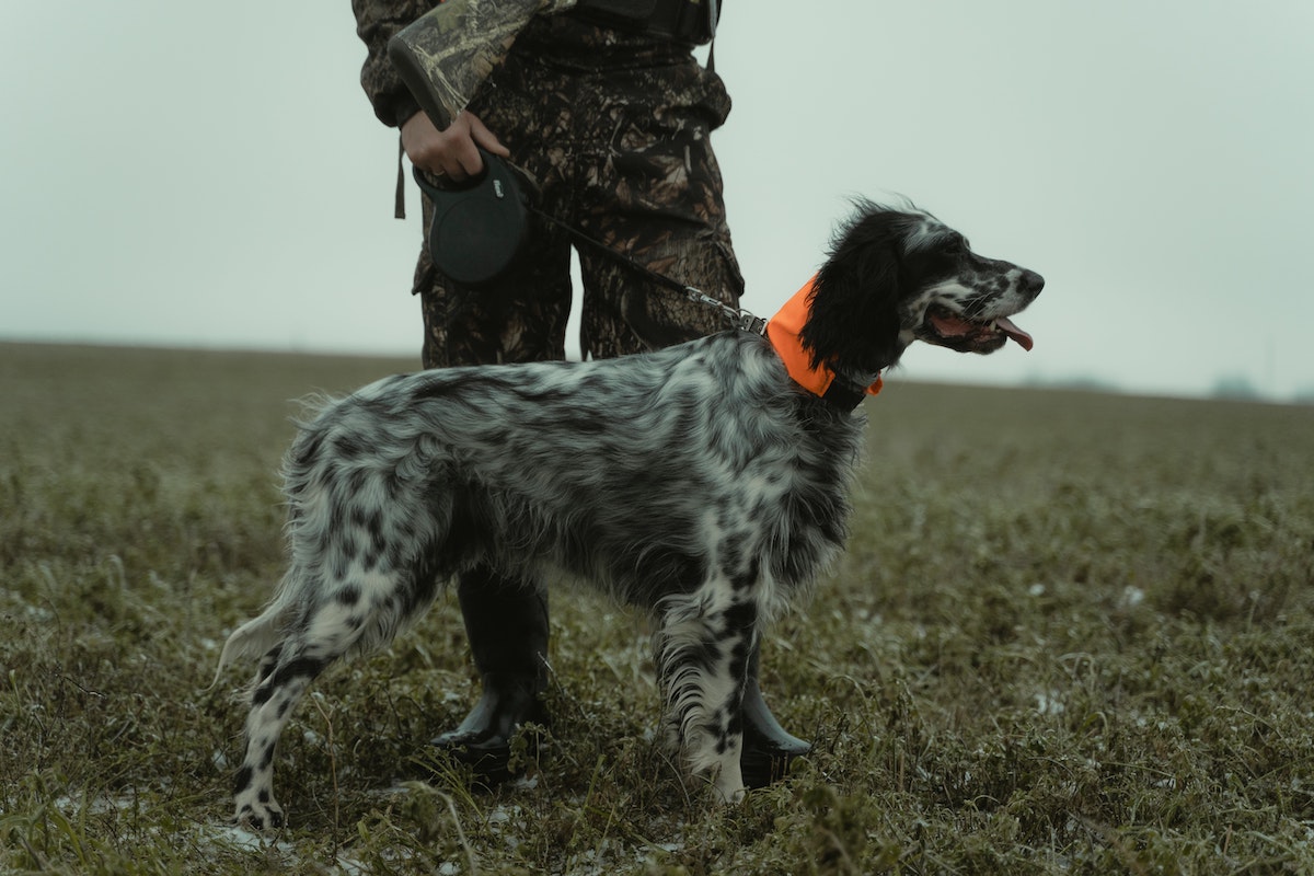 English setter in a field