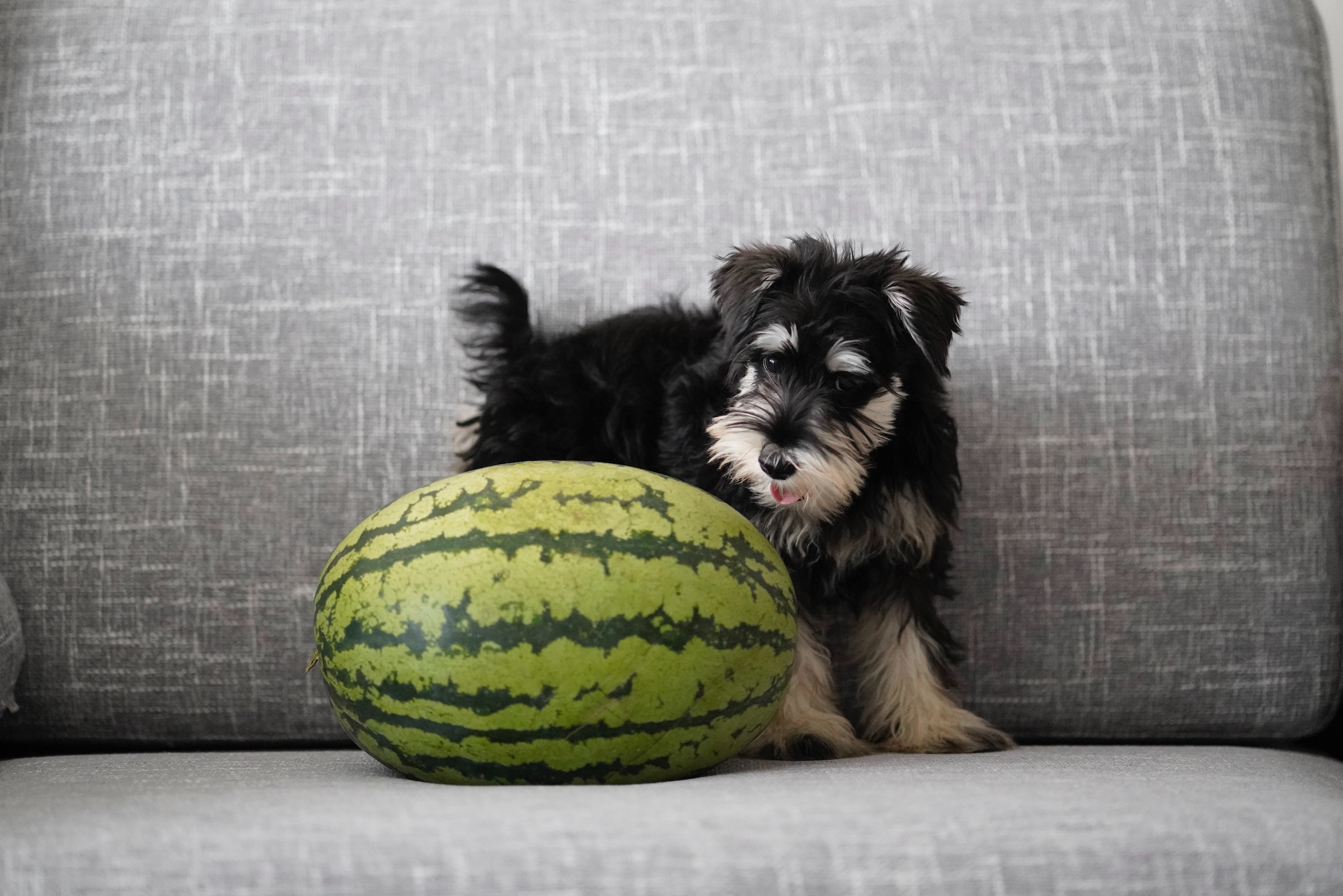 A schnauzer puppy stands next to a watermelon on a gray chair