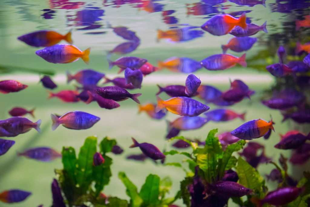 A school of rainbowfish in a tank