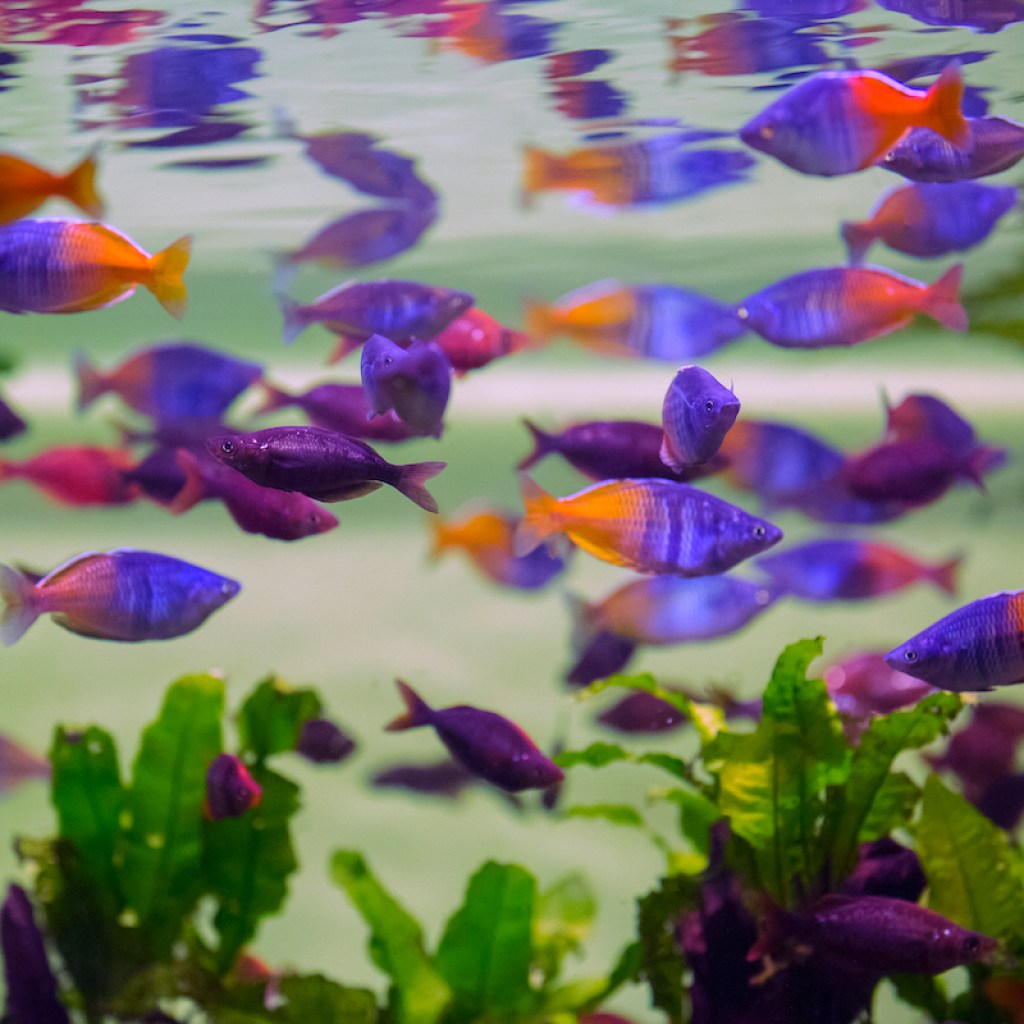 A school of rainbowfish in a tank