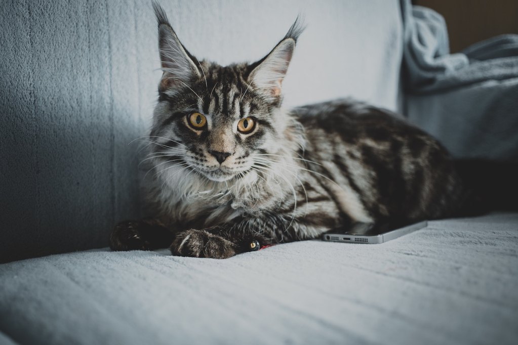 Maine Coon cat lying on bed