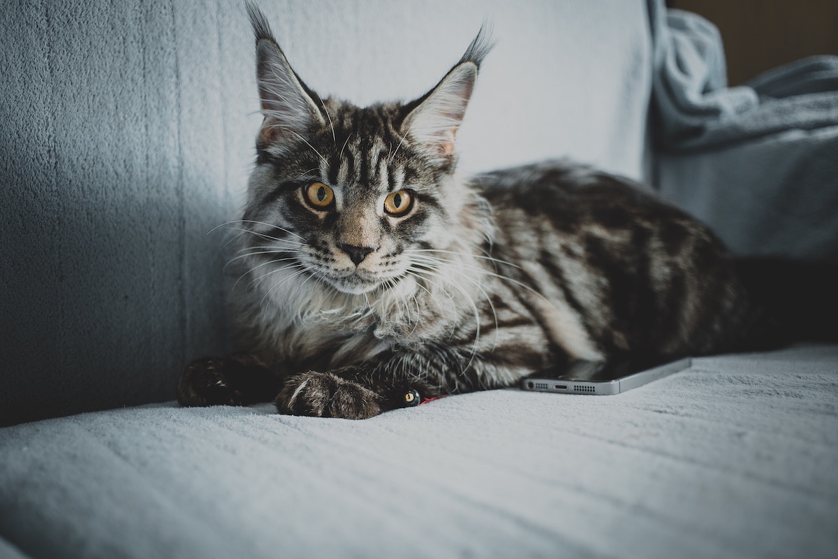 Maine Coon cat