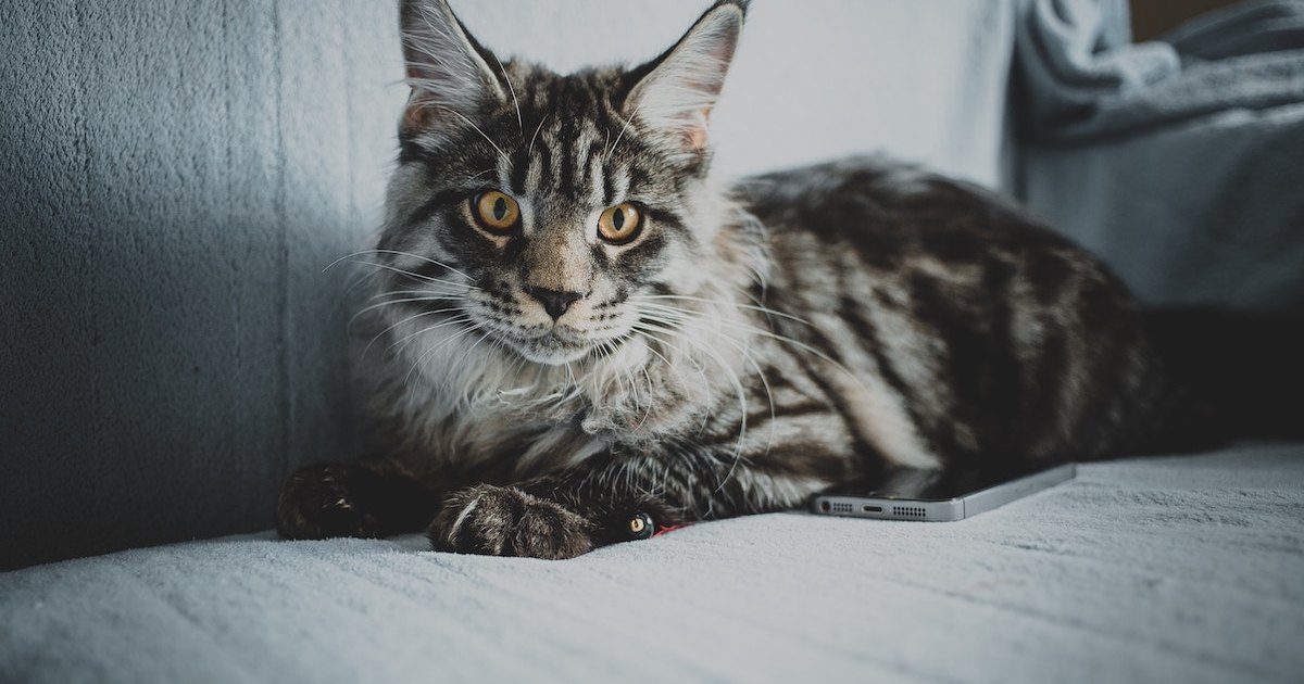 Polydactyl Cats Everything To Know About This Condition PawTracks