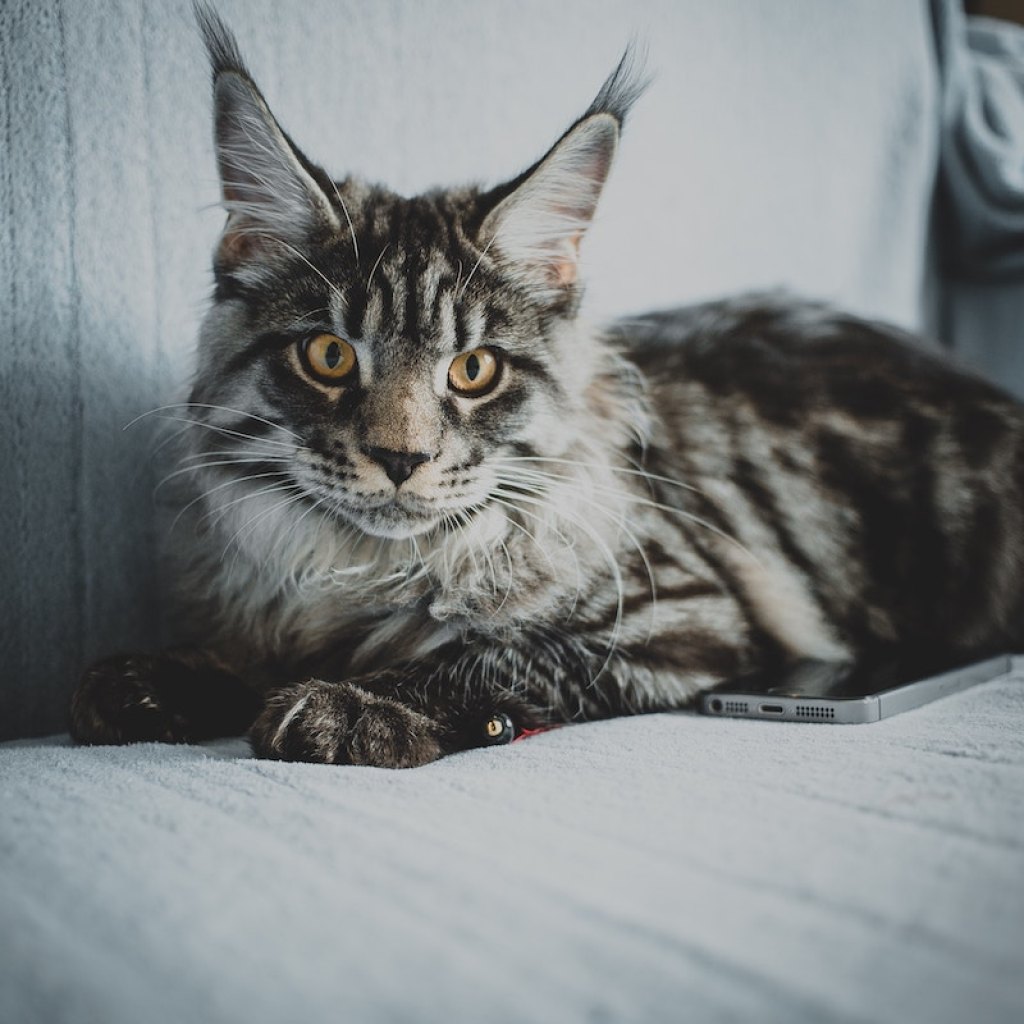 Maine Coon cat