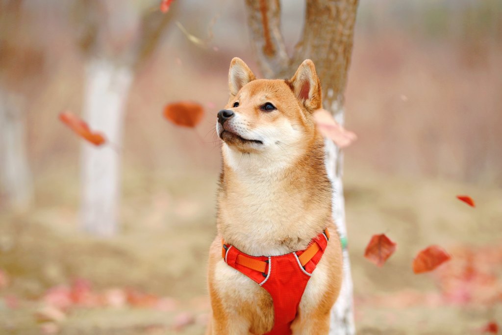 A Shiba Inu wearing a red harness stands outside in front of falling leaves