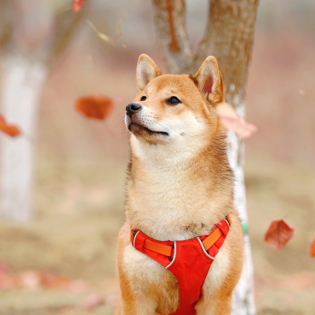 A Shiba Inu wearing a red harness stands outside in front of falling leaves