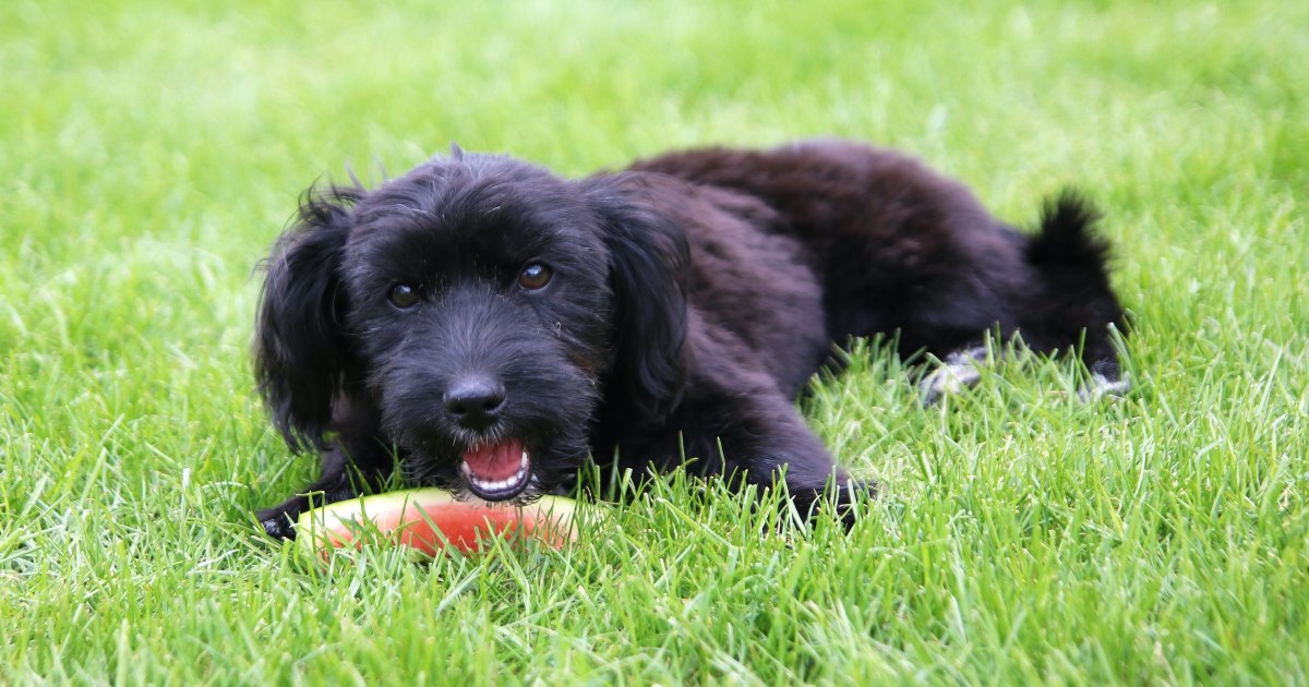 Can dogs cantaloupe or other melons? What to know PawTracks