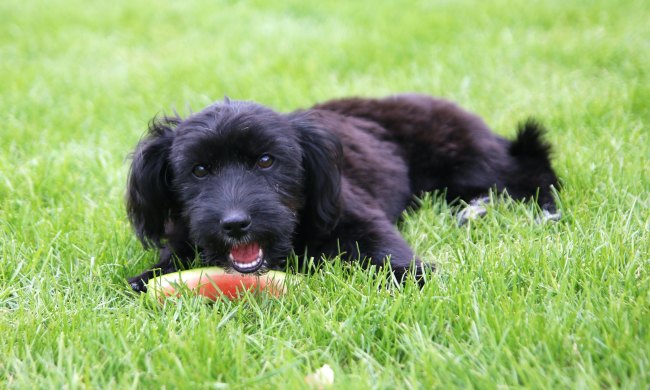 A small black dog lies in the grass next to an eaten slice of watermelon with just the rind remaining
