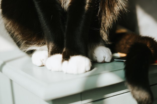 Cat with white paws standing up