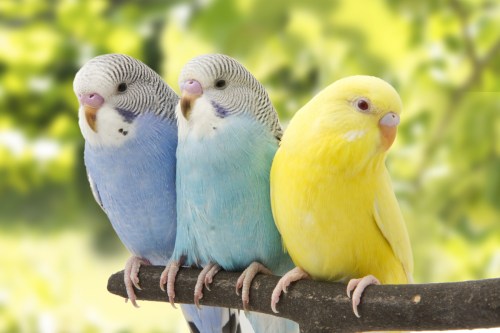 Three beautiful budgies perch on a branch outside