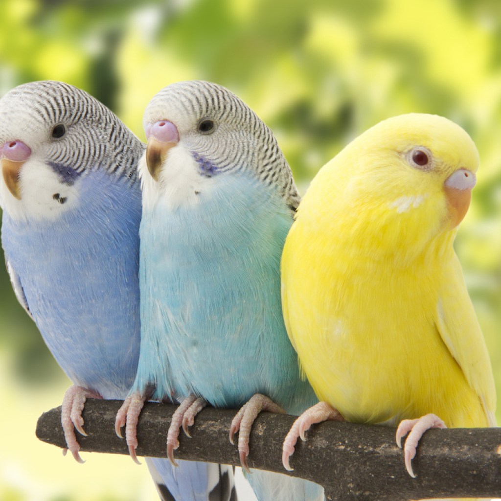 Three beautiful budgies perch on a branch outside