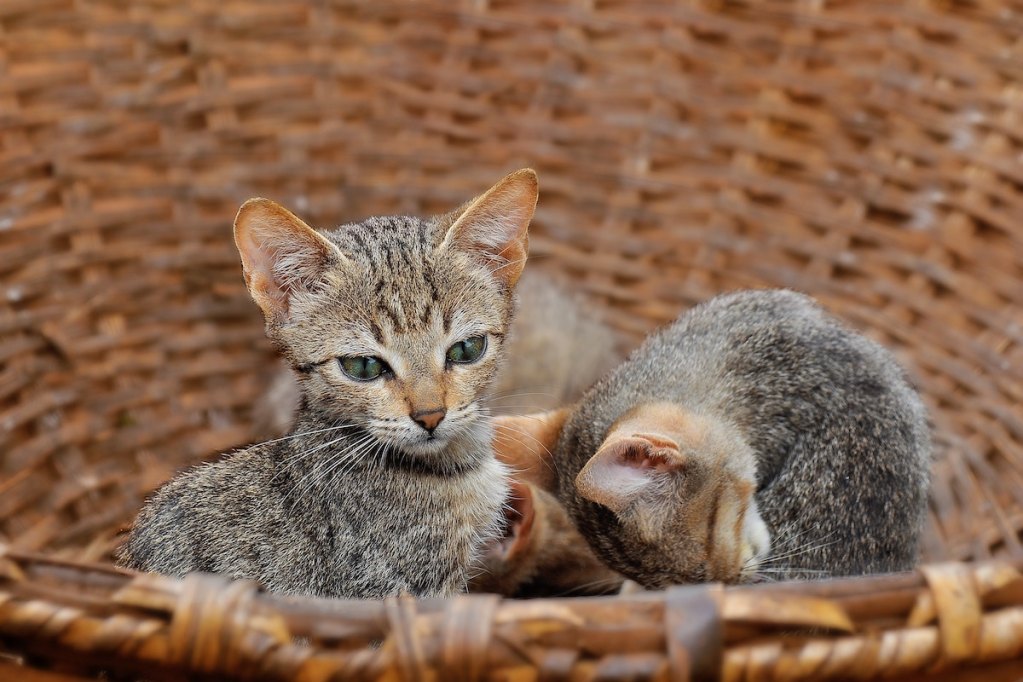 Two kittens in basket